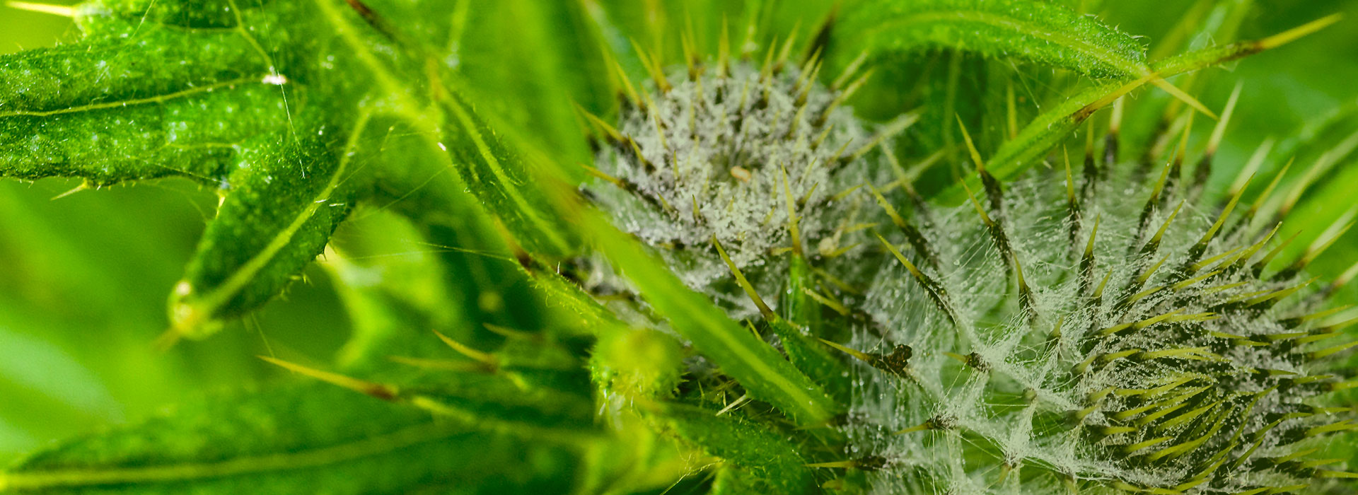 PAPA Pesticide Applicators Professional Association